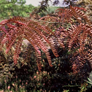 Gleditsia triacanthos 'Rubylace' 200-250 cm 35L