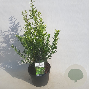 Impala ilex 10-20 cm P9