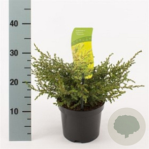 Juniperus comm. 'Repanda' 20-30 cm 2,0L