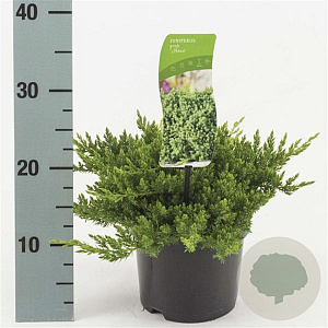 Juniperus procumbens 'Nana' 20-30 cm 2,0L