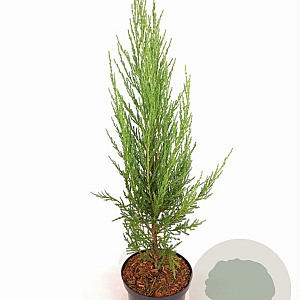 Juniperus s. 'Blue Arrow' 40-50 cm 2,0L