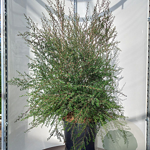 Leptospermum scoparium 'Red Damask' 60-80 cm 20L breed