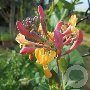Lonicera heckrottii 'American Beauty' 200-250 cm 30L 3 stok