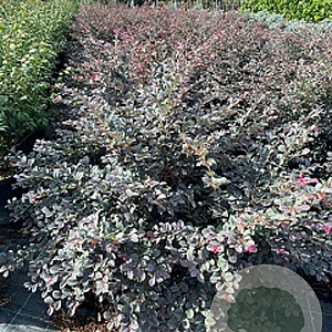 Loropetalum chinense 'Black Pearl' 100-125 cm 20L