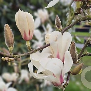 Magnolia soulangeana 'Superba' 175-200 cm 20L