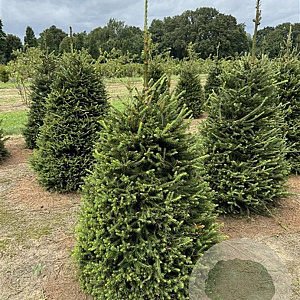 Picea abies 100-125 cm draadkluit