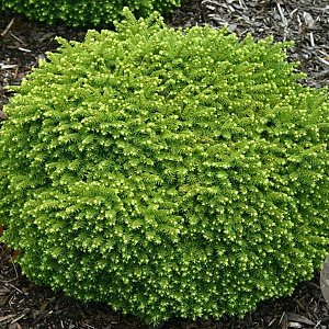 Picea abies 'Little Gem' GM 2,0L
