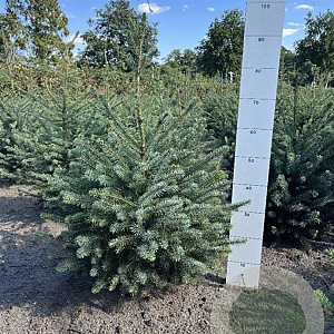 Picea omorika 60-80 cm met kluit