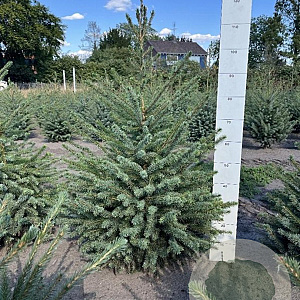 Picea omorika 80-100 cm met kluit