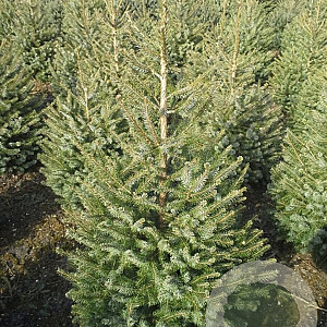Picea omorika 125-150 cm met kluit