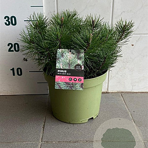 Pinus mugo mugo 30-35 cm 5,0L
