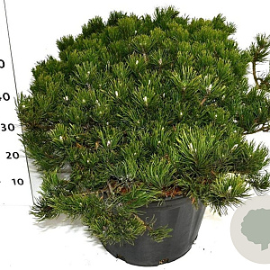 Pinus mugo pumilio 60-70 cm 35L plat