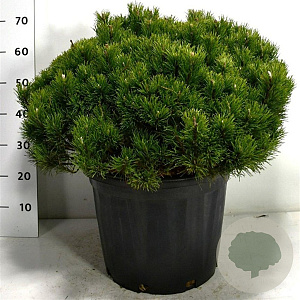 Pinus mugo pumilio 60-70 cm 35L plat