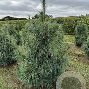Pinus schwerinii 'Wiethorst' 125-150 cm draadkluit