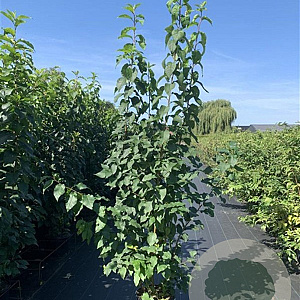 Prunus padus 175-200 cm 20L