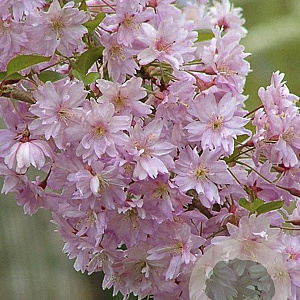 Prunus subhirtella 'Fukubana' 150-175 cm 20L