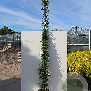 Rosa (K) 'Golden Age' 200-250 cm 30L 3 stok