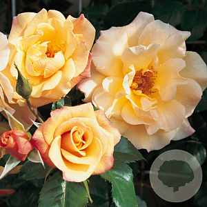 Rosa (H) 'Moonlight' 200-250 cm 30L 3 stok