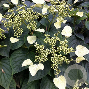 Schizophragma hydrangeoides 'Moonlight' 150-175 cm 20L met stok