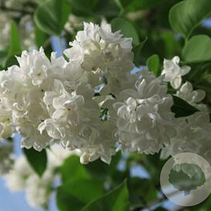 Syringa vulgaris 'Emilie Lemoine' 125-150 cm 50L