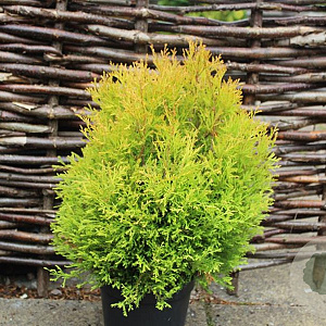 Thuja occidentalis 'Rheingold' GM C5