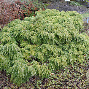 Tsuga canadensis 'Jeddeloh' 50-60 cm 20L breed