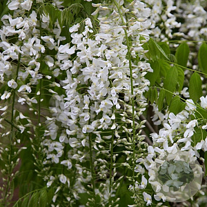 Wisteria floribunda 'Alba' 250-300 cm 20L 1 stok