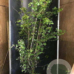 Acer campestre 100-125 cm 20L