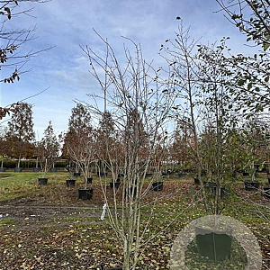 Amelanchier lamarckii 250-300 cm cont. 110L