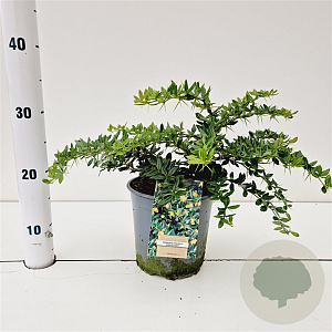 Berberis frikartii 'Amstelveen' 25-30 cm 2,5L