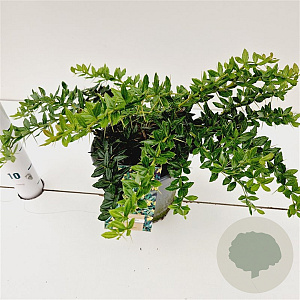 Berberis frikartii 'Amstelveen' 25-30 cm 2,5L