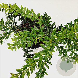 Berberis frikartii 'Amstelveen' 25-30 cm 2,5L