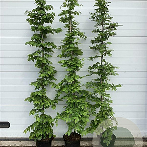 Carpinus betulus 175-200 cm 12L