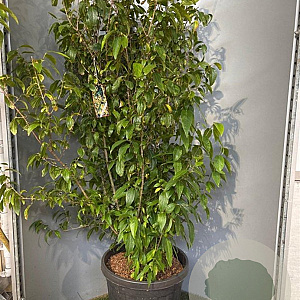 Chimonanthus praecox 100-125 cm 20L