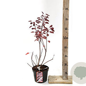 Cotinus coggygria 'Dusky Maiden' 150-175 cm 20L
