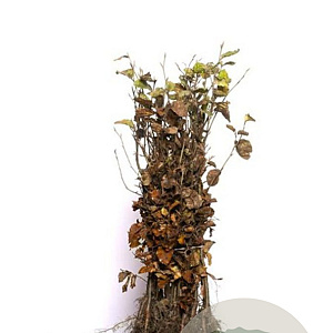 Fagus sylvatica 60-80 cm wortelgoed