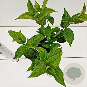 Hydrangea pan. 'White Lady' 30-40 cm 2,5L