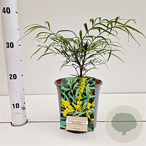 Mahonia eurybracteata 'Soft Caress' 15-20 cm 2,5L