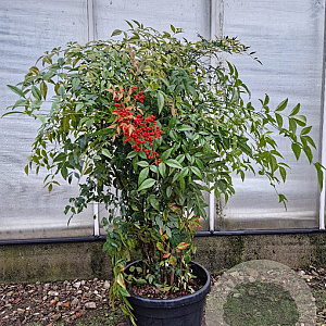 Nandina domestica 100-125 cm 35L