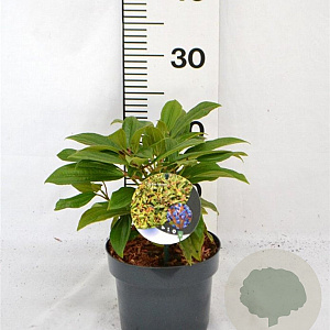 Viburnum davidii 25-30 cm 2,0L