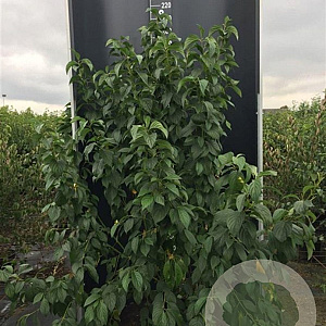 Cornus sericea 'Flaviramea' 125-150 cm 20L