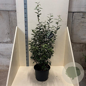 Elaeagnus ebbingei 150-175 cm 20L