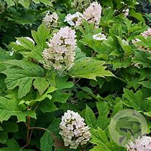 Hydrangea quercifolia 'Snow Queen' 80-100 cm 35L