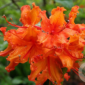Rhododendron 'Brilliant Orange' 50-60 cm 20L