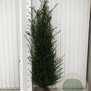 Taxus baccata 125-150 cm met kluit