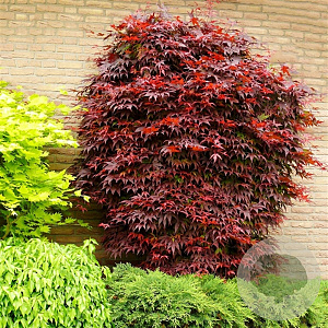 Acer pal. 'Atropurpureum' 125-150 cm met kluit extra