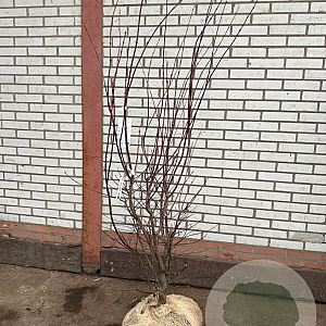 Acer pal. 'Atropurpureum' 125-150 cm met kluit extra