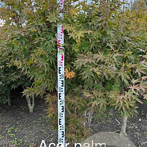 Acer pal. 'Osakazuki' 175-200 cm met kluit extra