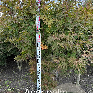 Acer pal. 'Osakazuki' 175-200 cm met kluit extra