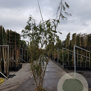 Albizia julibrissin 300-350 cm draadkluit meerstammig solitair